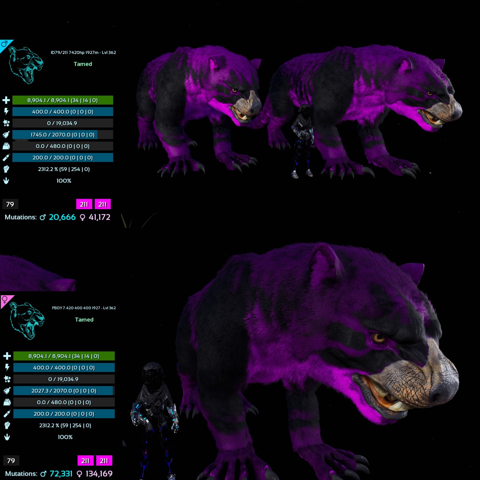 ASA PVE 🦖ARK Survival Ascended Thylacoleo / Thyla 2312%Melee Imprinted