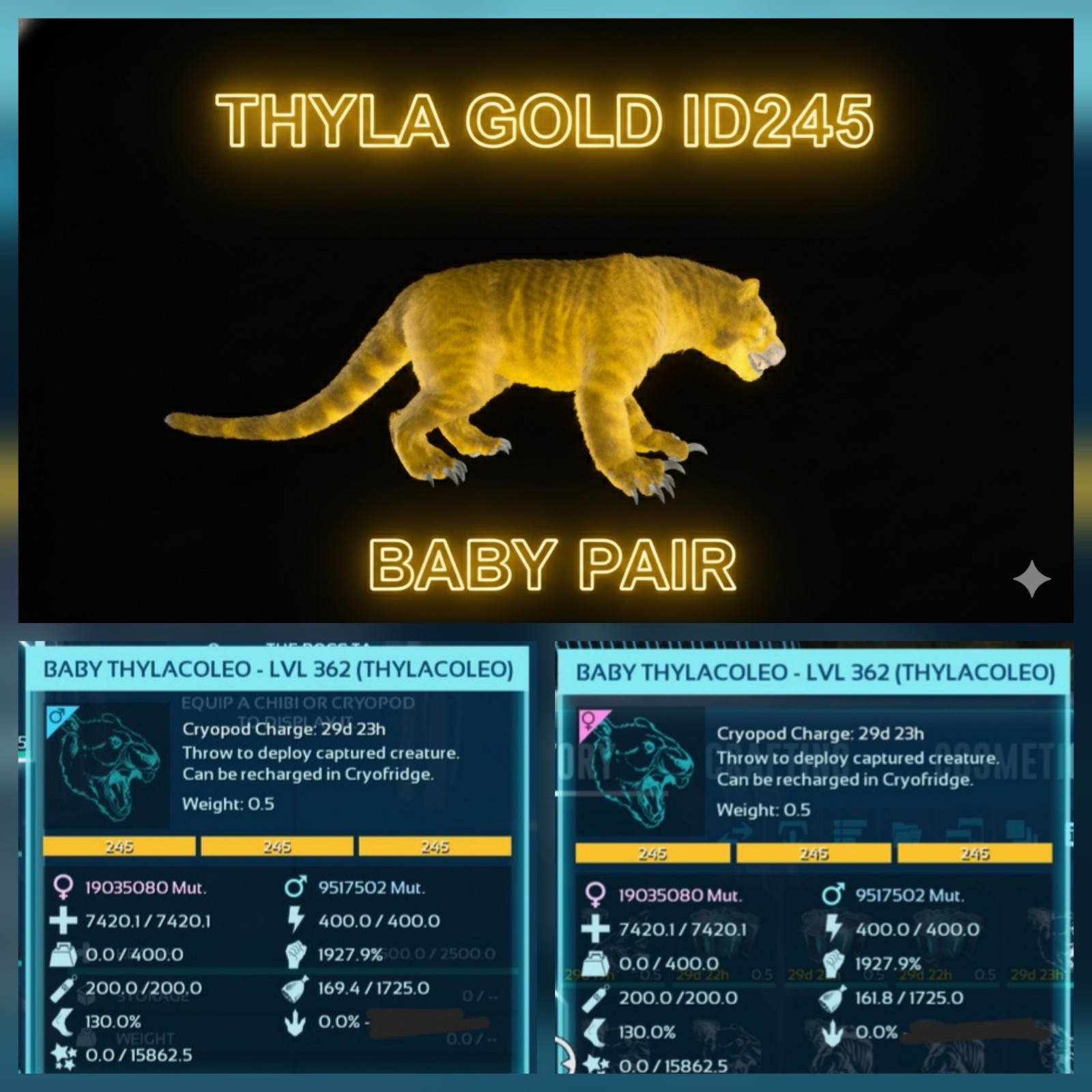THYLA BABY PAIR TOP MELEE 1927.9% ARK ASCENDED PVE OFFICIAL PC/XBOX/PS5