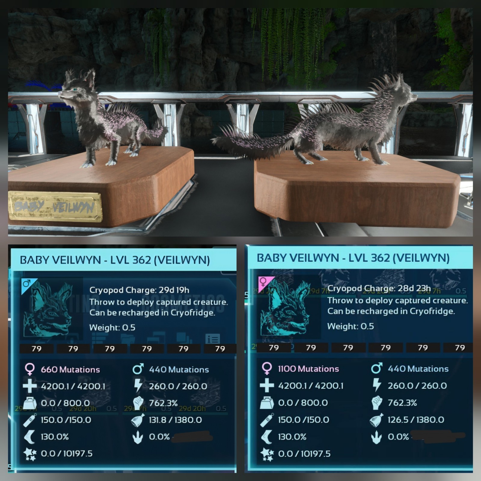 VEILWYN TOP WEIGHT BLACK ID79 BABY PAIR ARK ASCENDED PVE OFFICIAL PC/XBOX/PS5