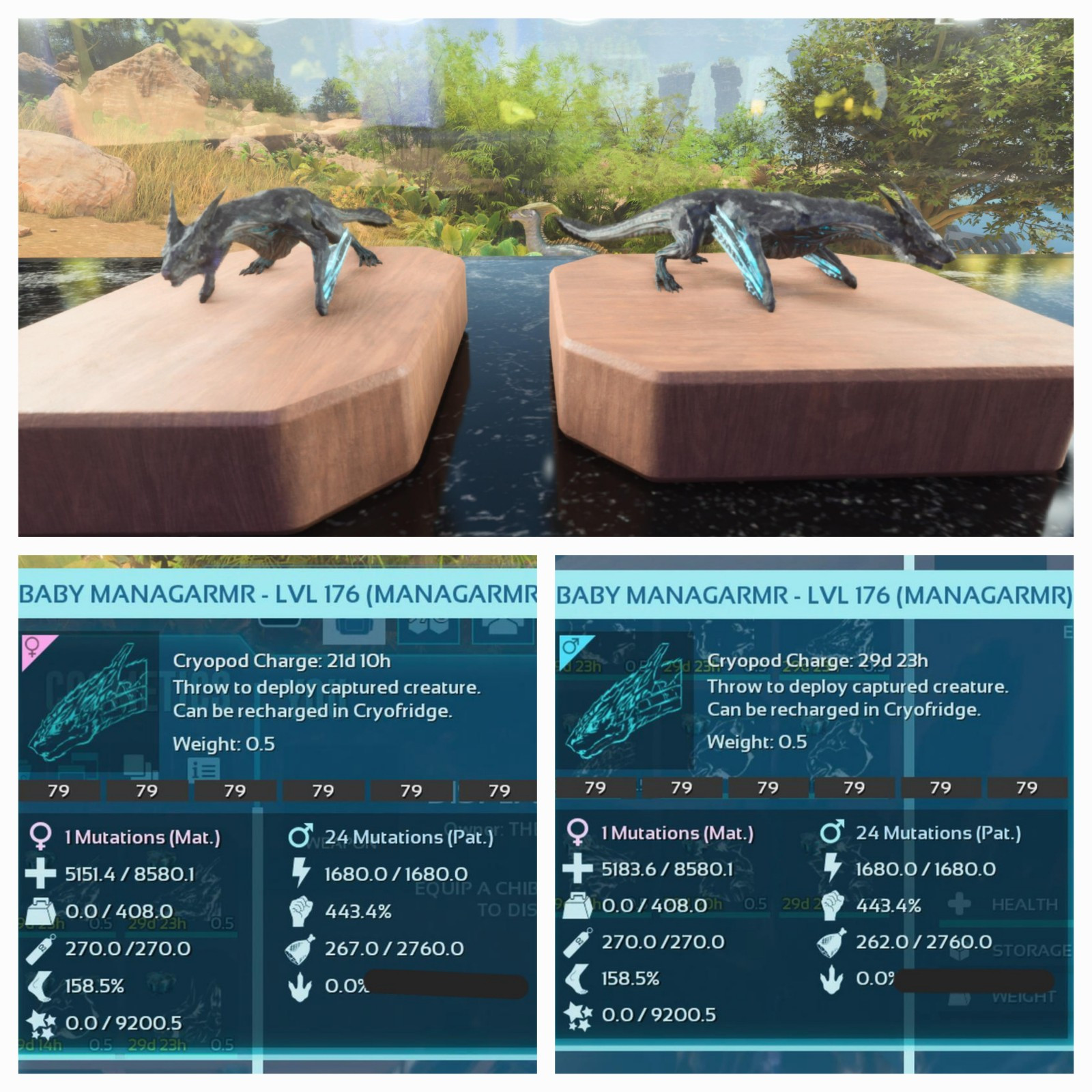 ARK ASA PVE OFFICIAL PAIR BABY MANAGARMR BLACK ID79 HIGH STATUS PC/XBOX/PS5