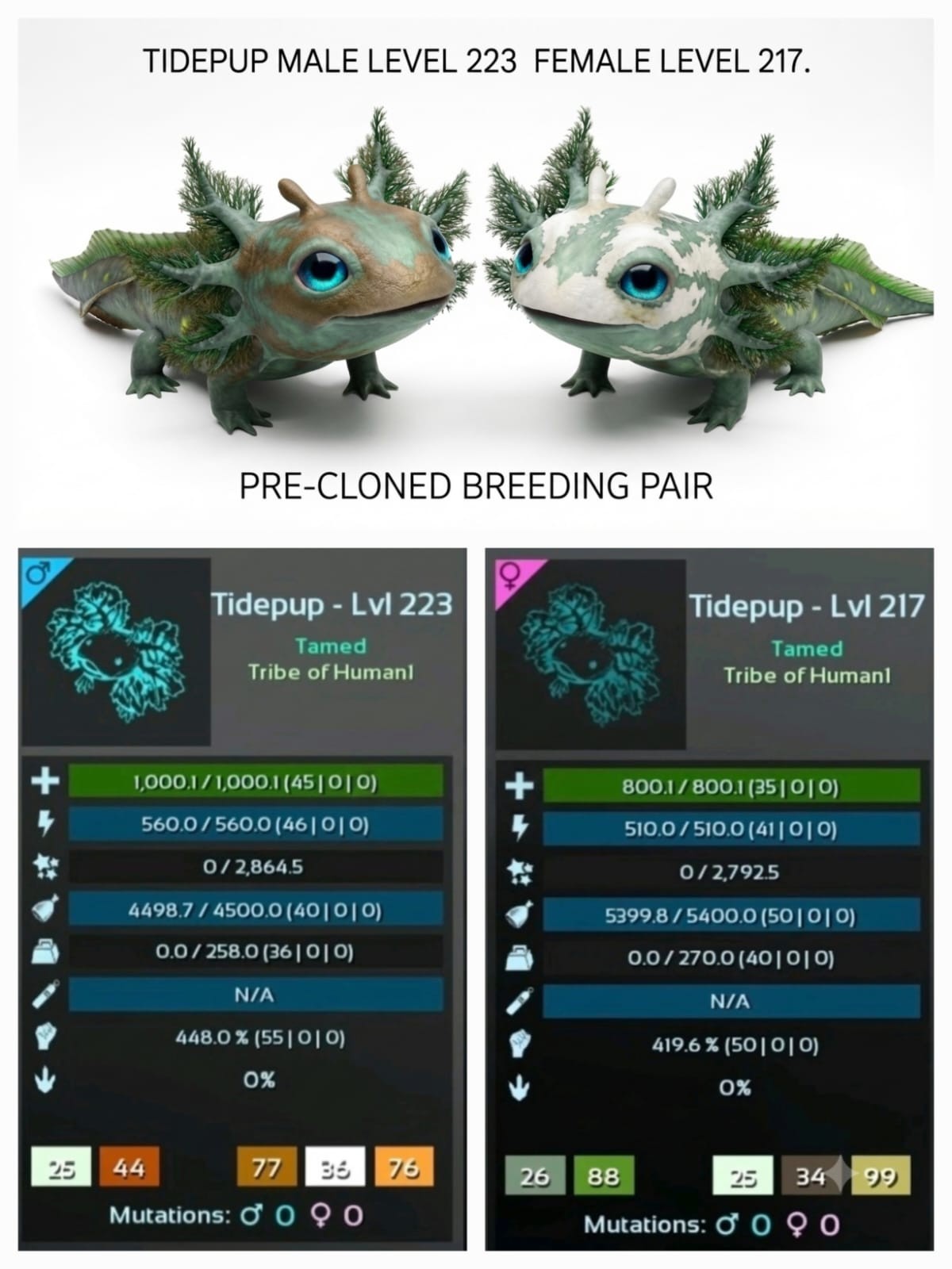 NEW TIDEPUP Pre-cloned Breeding Pair – Ark Ascended PVE Official Crossplay