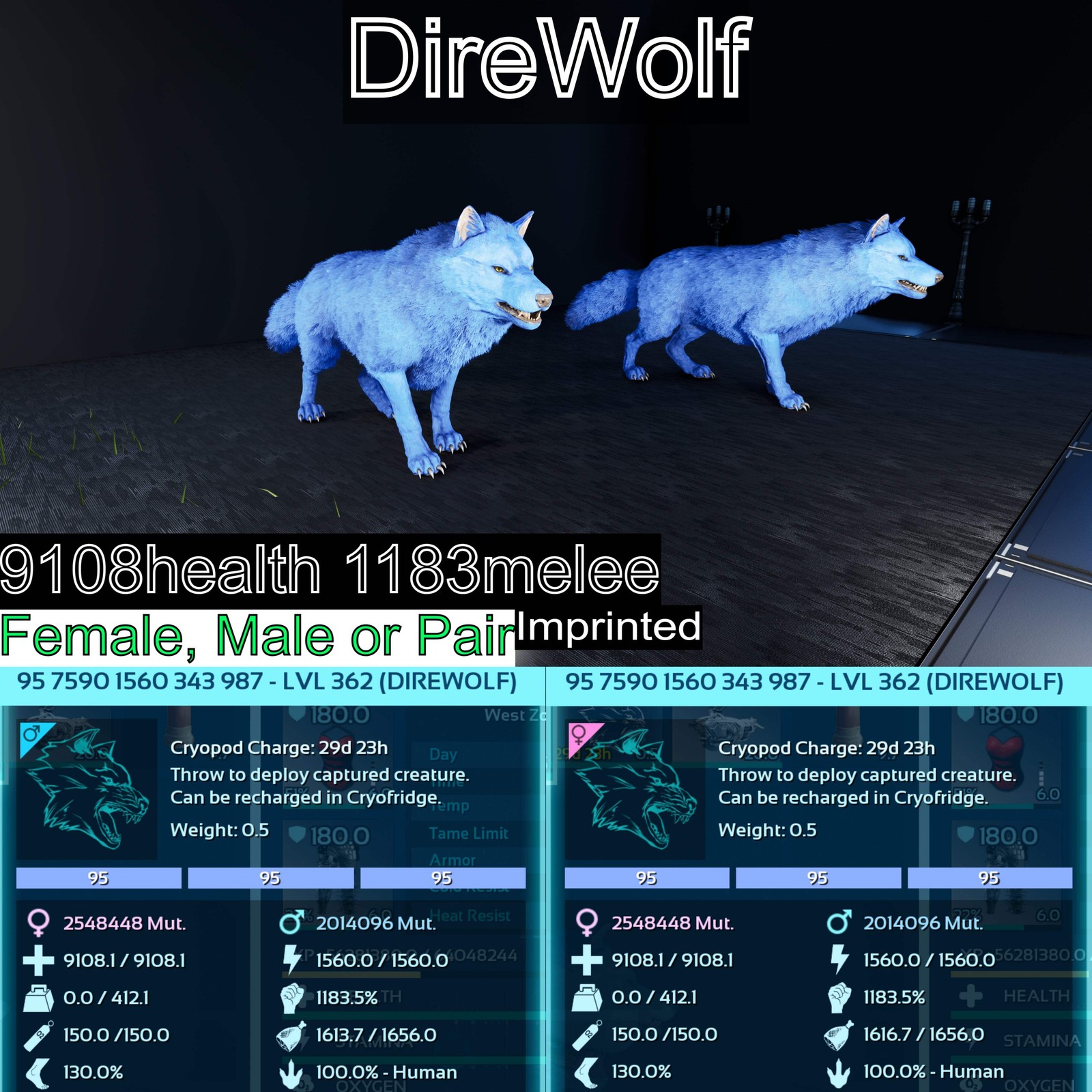 ASA PVE 🦖ARK Survival Ascended Direwolf Max Level 362