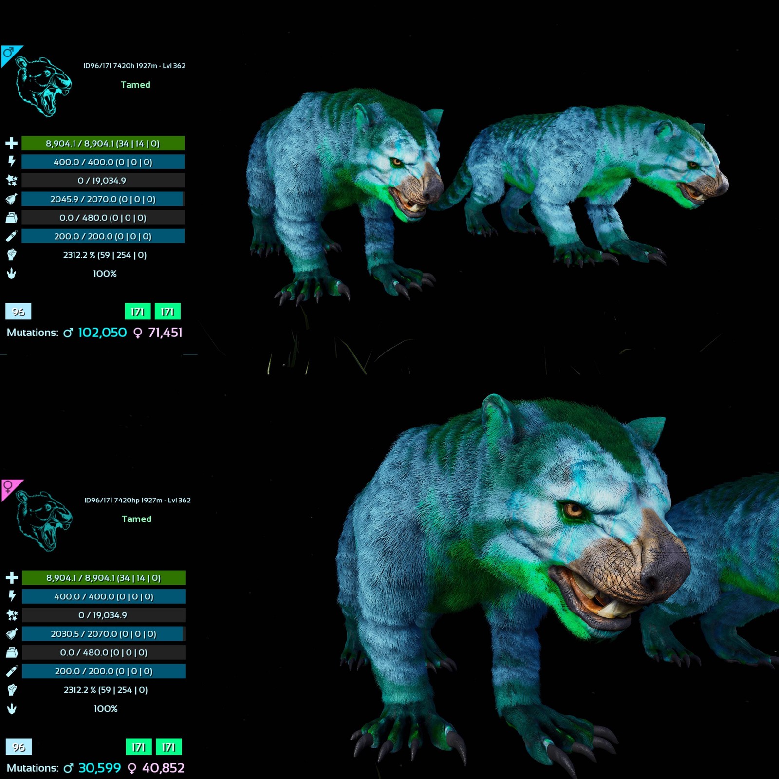ASA PVE 🦖ARK Survival Ascended Thylacoleo / Thyla 2312%Melee Imprinted