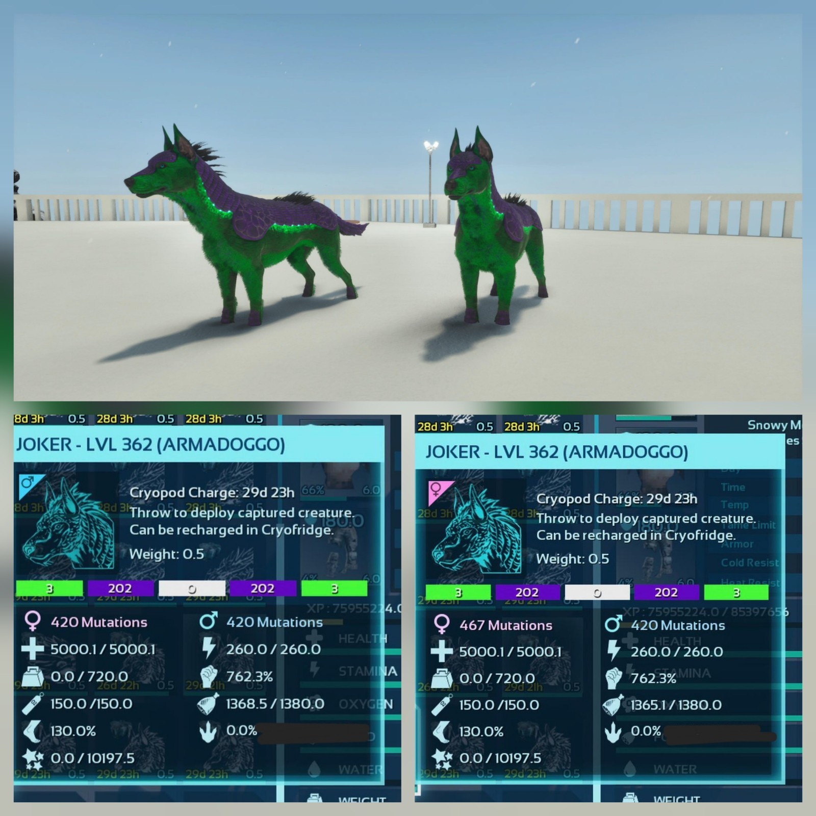 ARMADOGGO JOKER TOP STATUS PAIR ADULT ARK ASCENDED PVE PC/XBOX/PS5