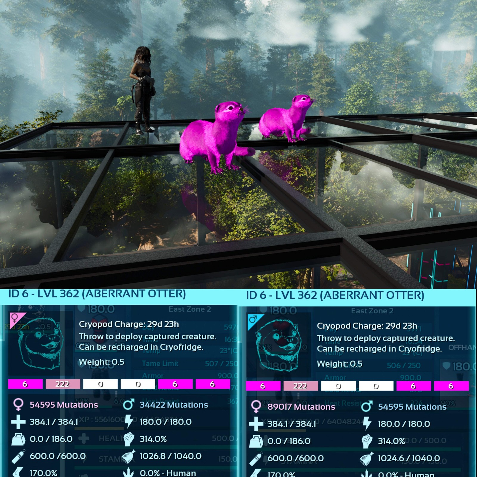 Aberrant Otter Max Level 362 ASA PVE 🦖ARK Survival Ascended