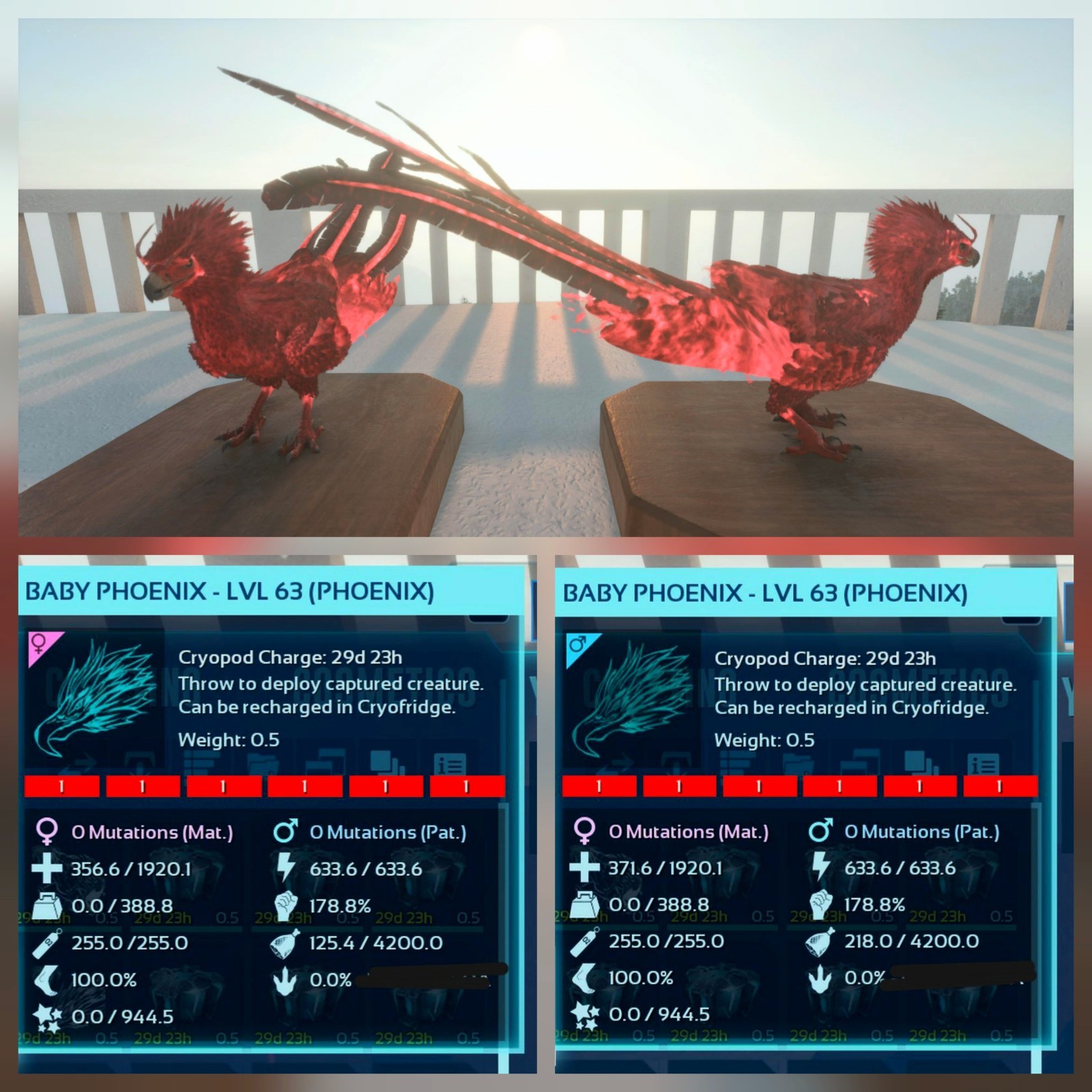 PHOENIX FULL RED ID01 BABY PAIR ARK ASCENDED PVE PC/XBOX/PS5