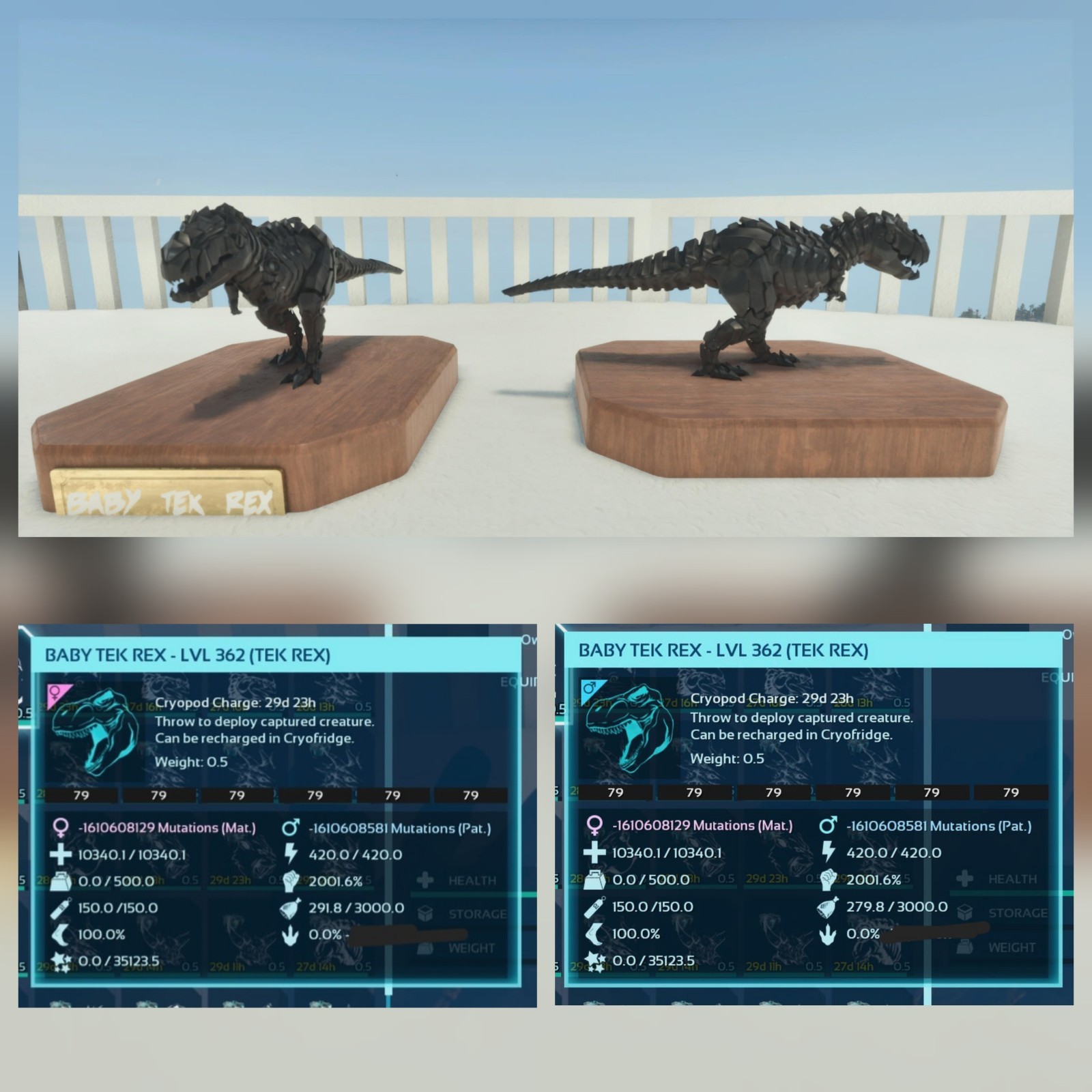NEW TOP MELEE TEK REX BLACK ID79 BABY PAIR ARK ASCENDED PVE. PC/XBOX/PS5.