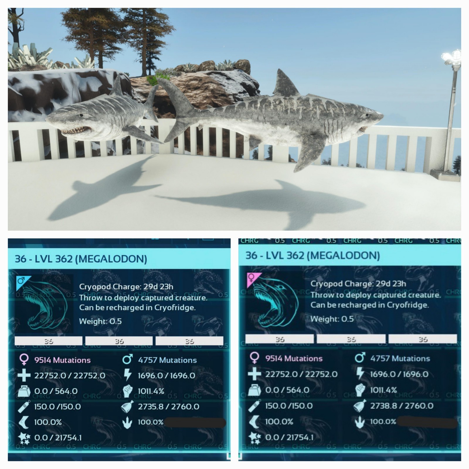 MEGALODON TOP STATUS ALBINO ID36 PAIR 100% IMPRINT ARK ASCENDED PVE PC/XBOX/PS5