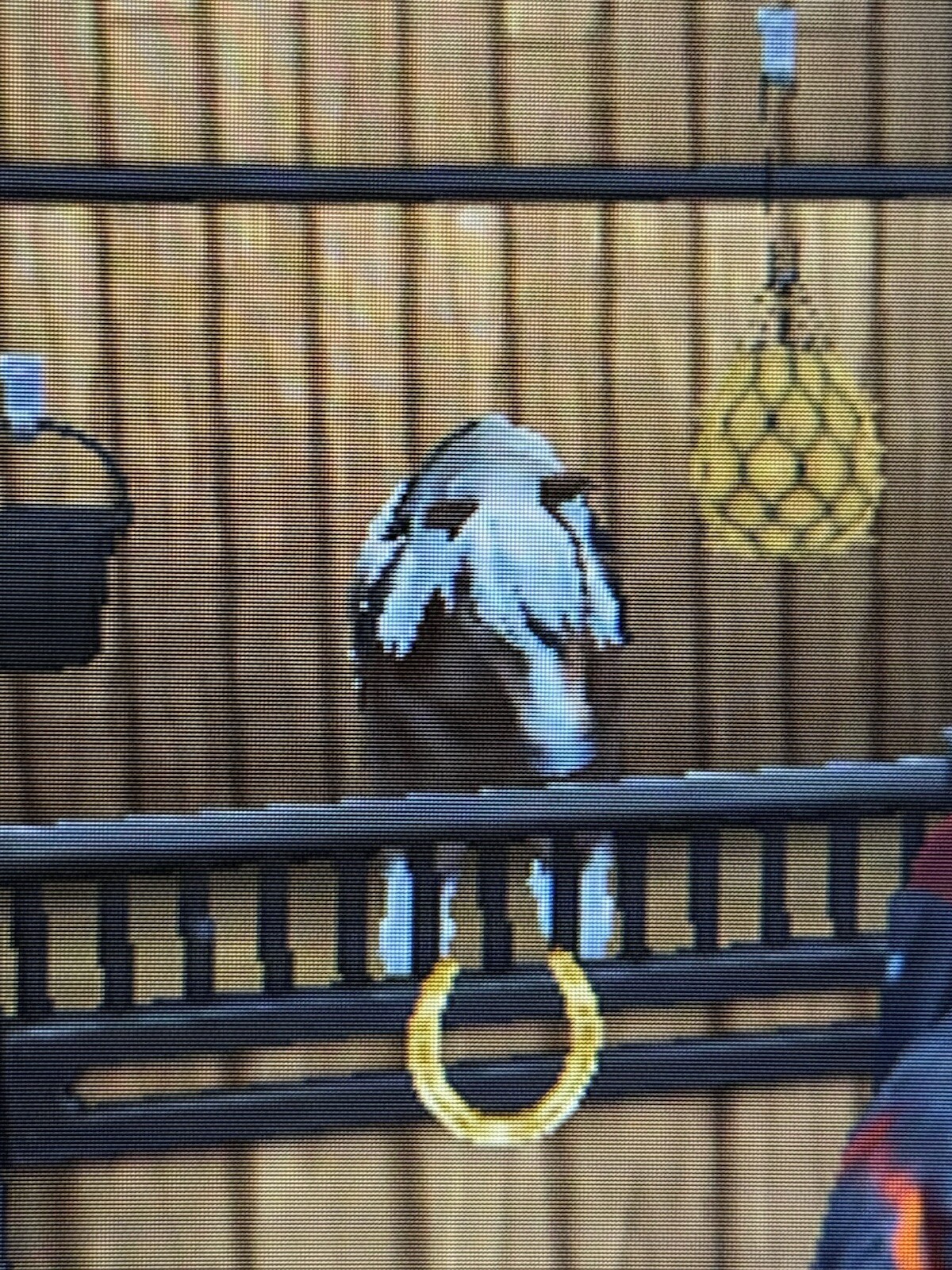 STAR STABLE Lifetime Account