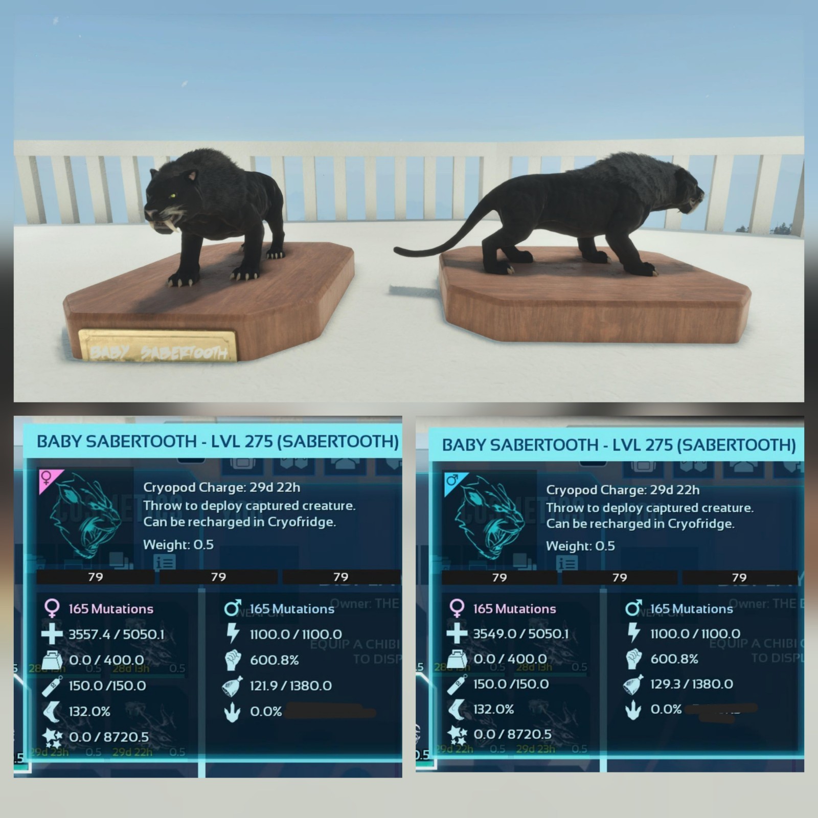 SABERTOOTH FULL BLACK ID79 PAIR BABY TOP STATUS ARK ASCENDED PVE PC/XBOX/PS5