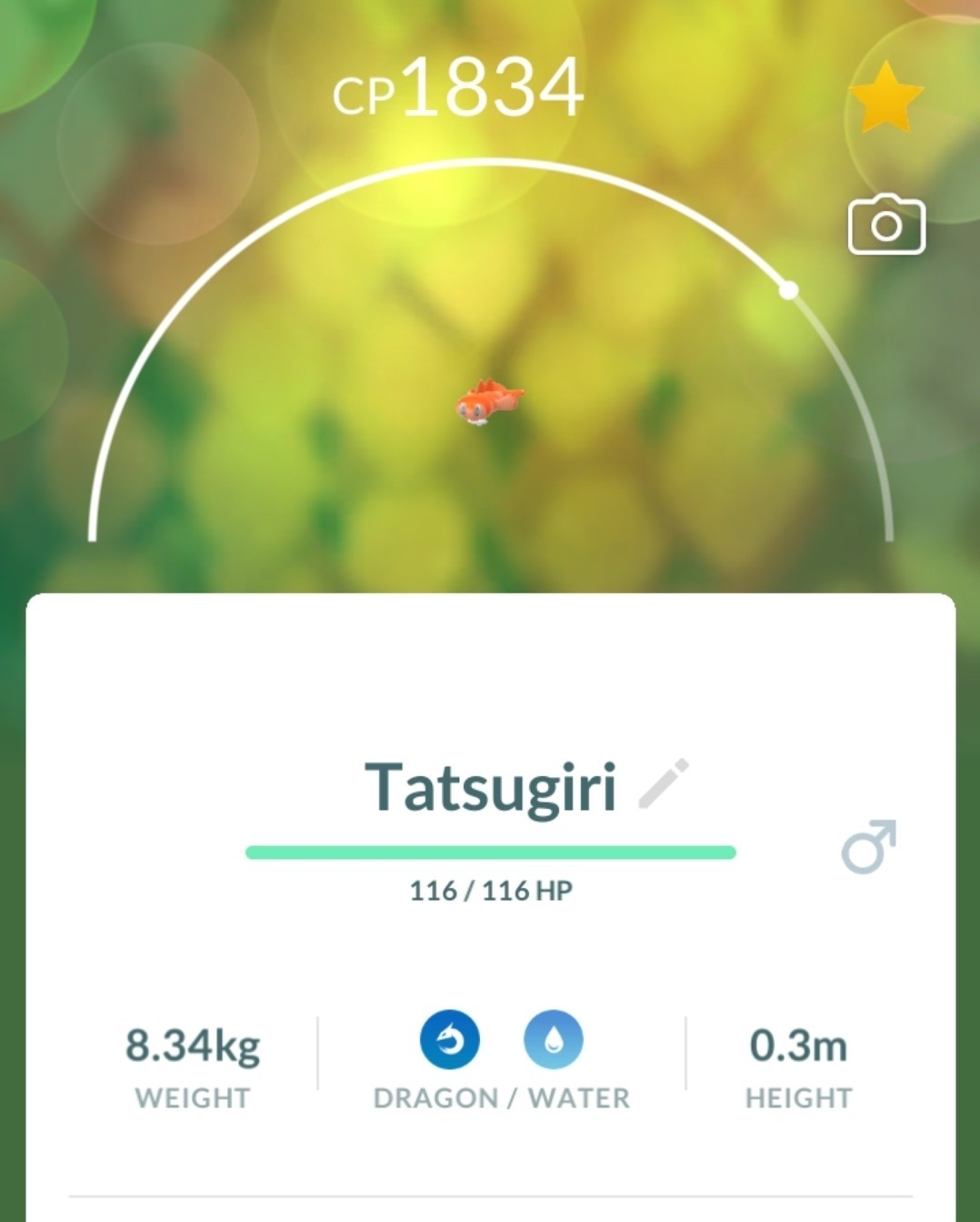 Pokémon Tatsugiri Curly (Orange) – Regional Collectible Go!!!