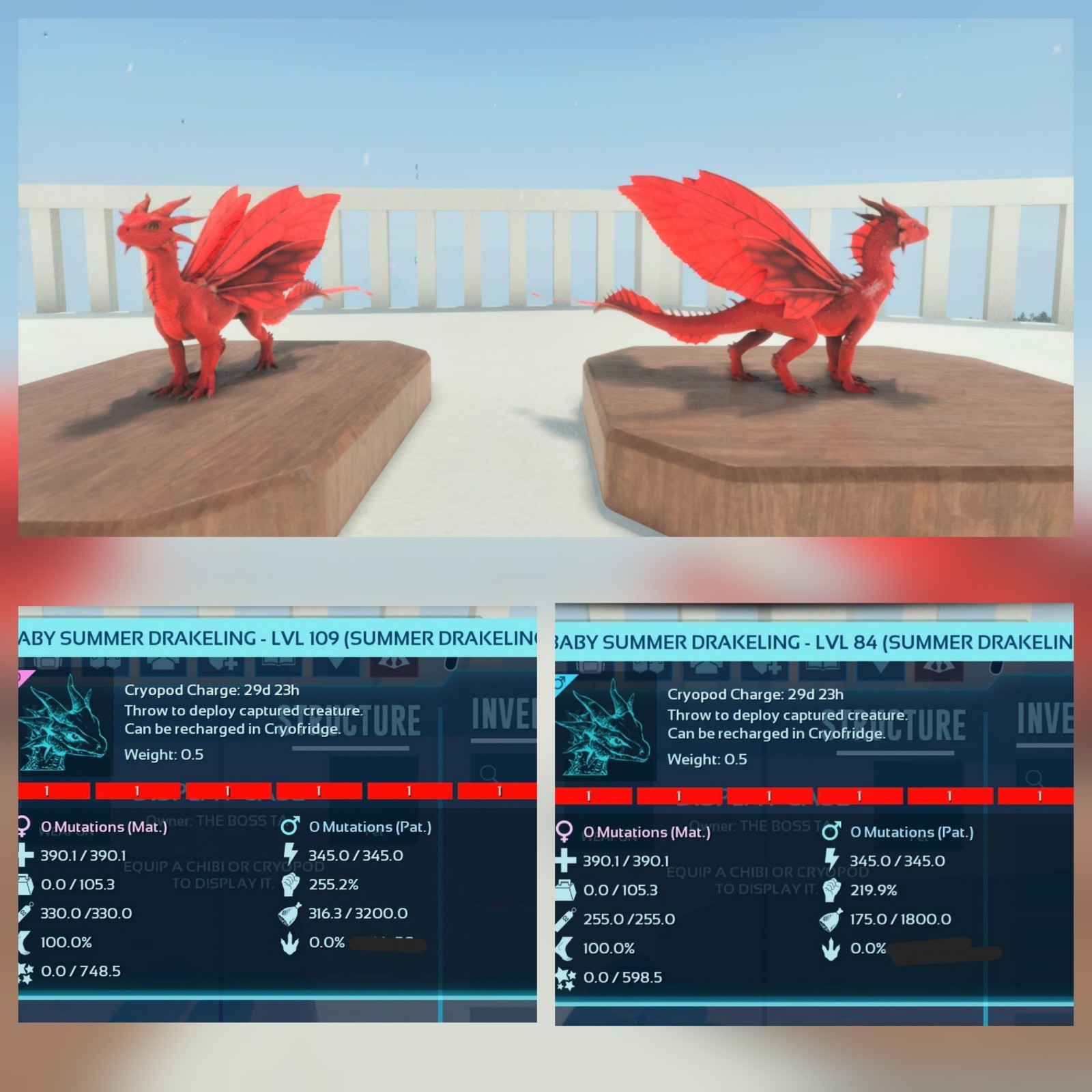 DRAKELING SUMMER FULL RED ID01 PAIR BABY ARK ASCENDED PVE PC/XBOX/PS5