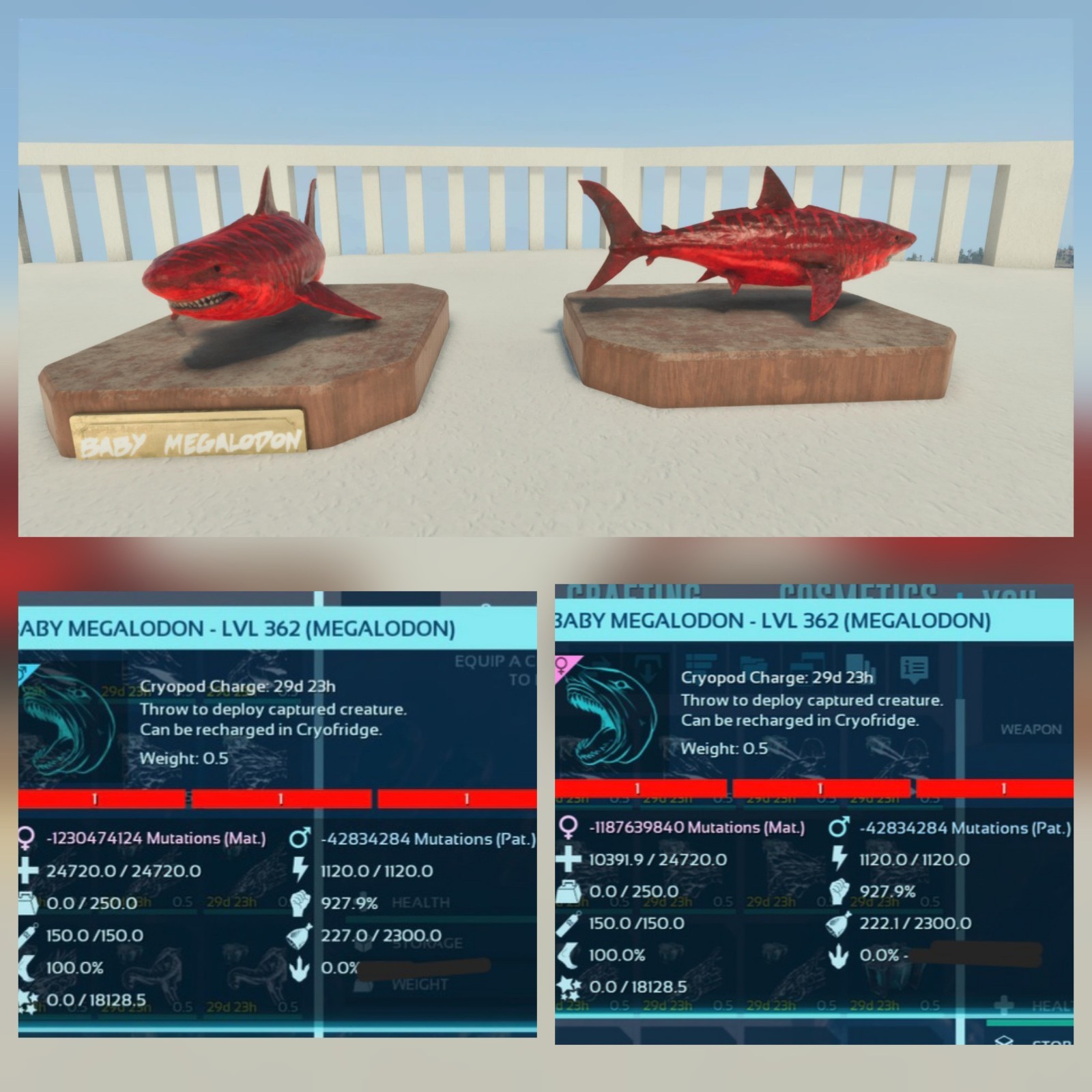 NEW TOP MEGALODON RED ID01 BABY PAIR ARK ASCENDED PVE OFFICIAL PC/XBOX/PS5