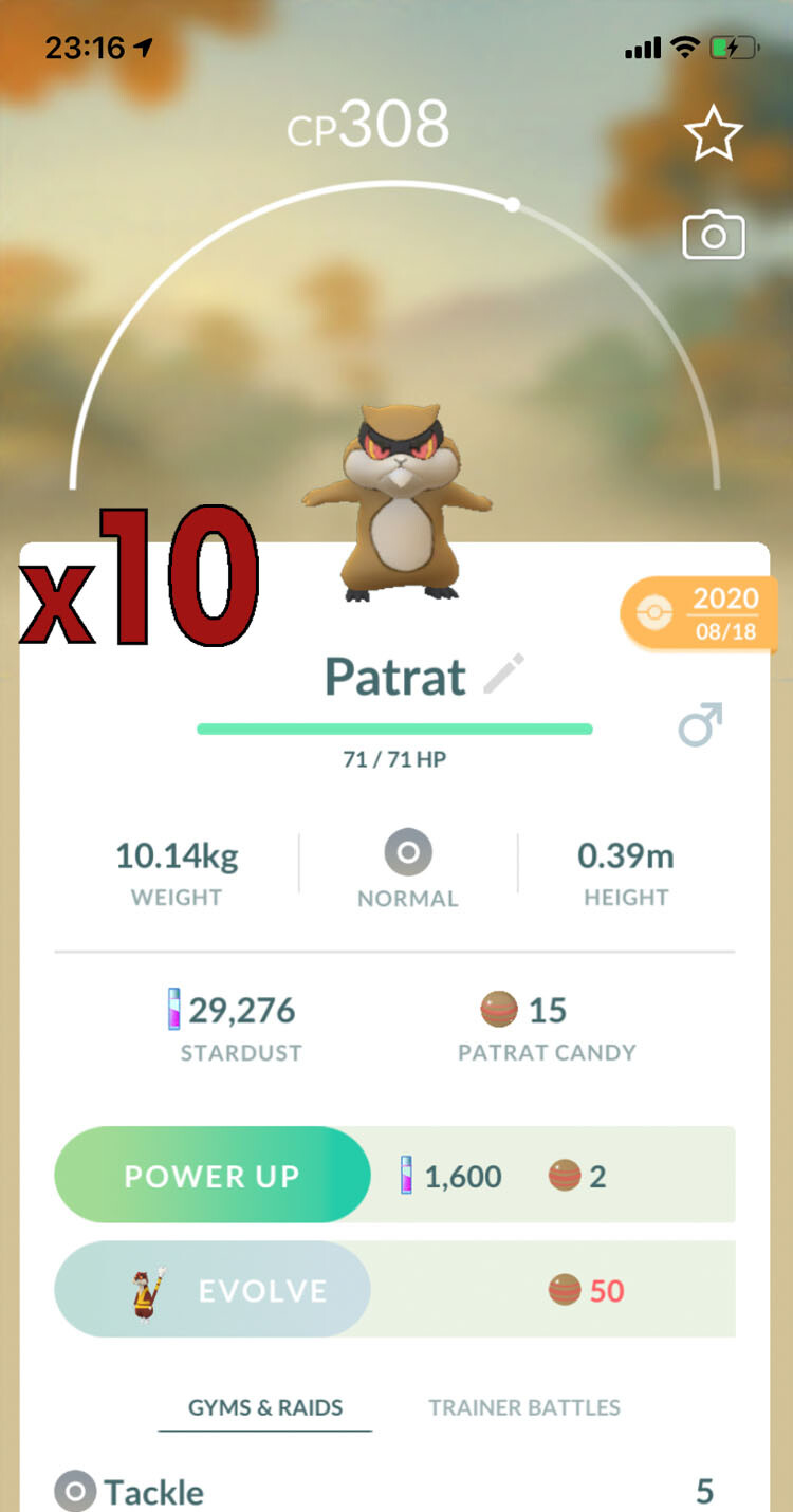 10x Patrat Pokemon Bundle !! Good Chance of Lucky and Good IVs !! Go