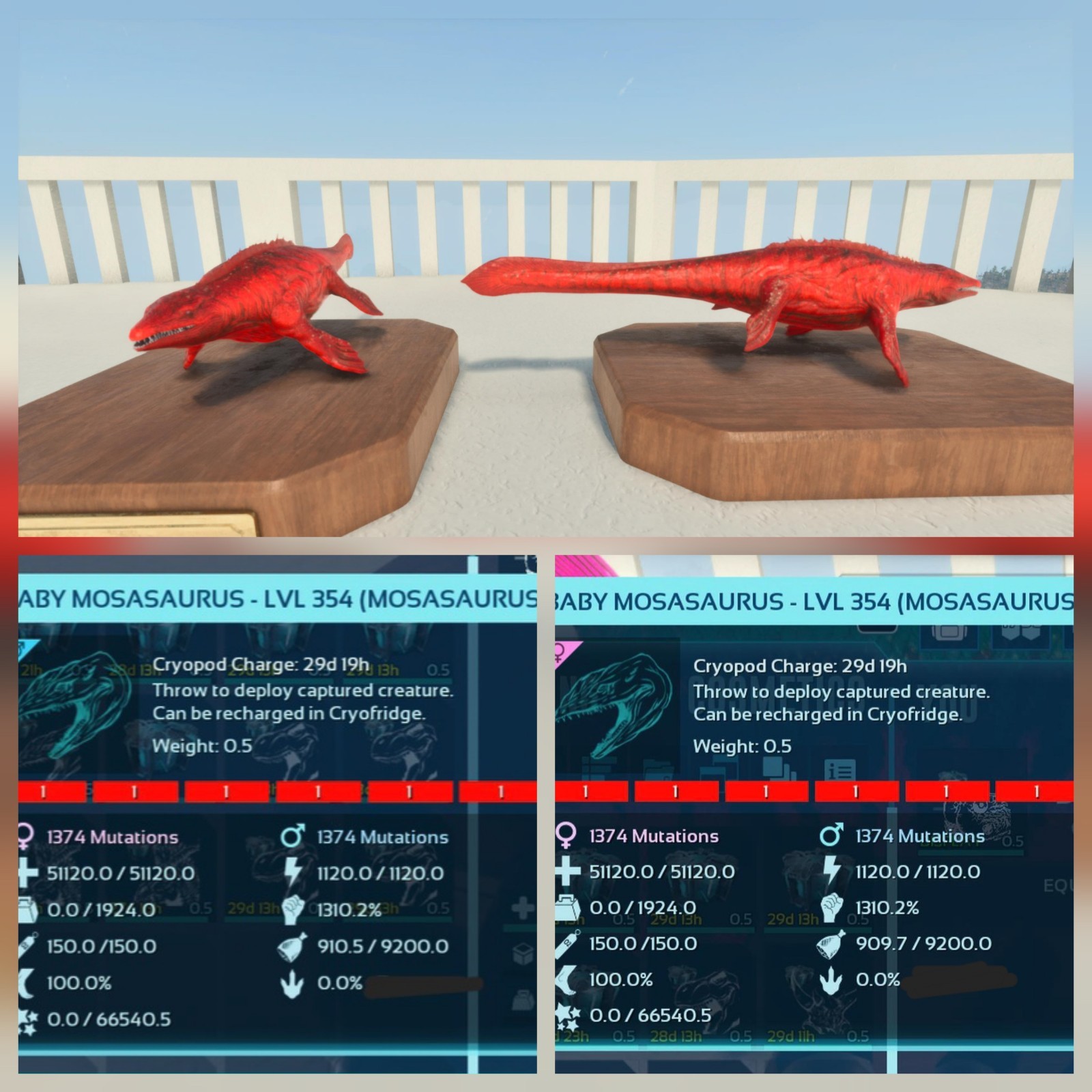 MOSA RED ID01 TOP STATUS BABY PAIR ARK ASCENDED PVE OFFICIAL PC/XBOX/PS5