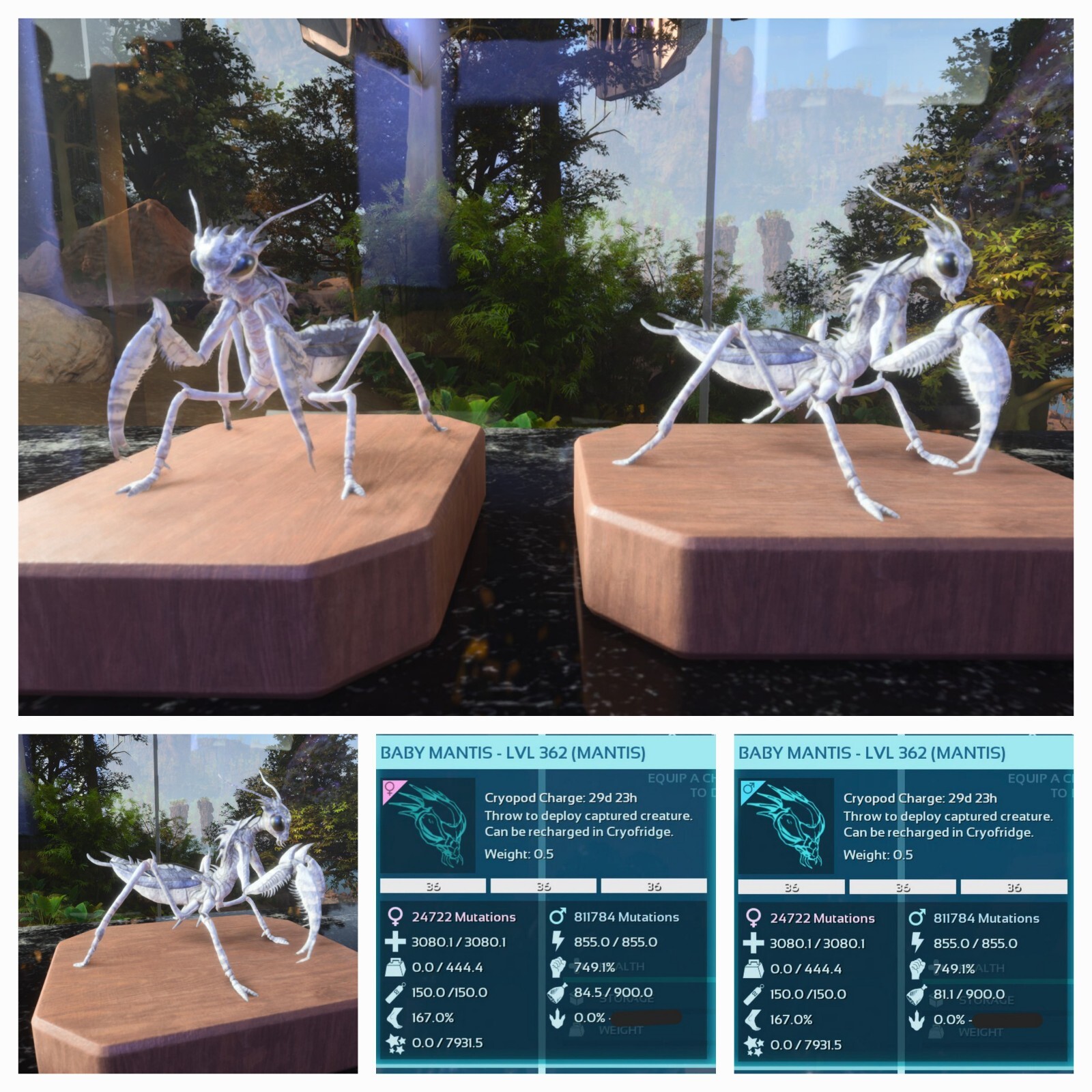 ARK ASCENDED PVE OFICIAL PAIR BABY MANTIS ALBINO ID36 TOP STATUS PC/XBOX/PS5