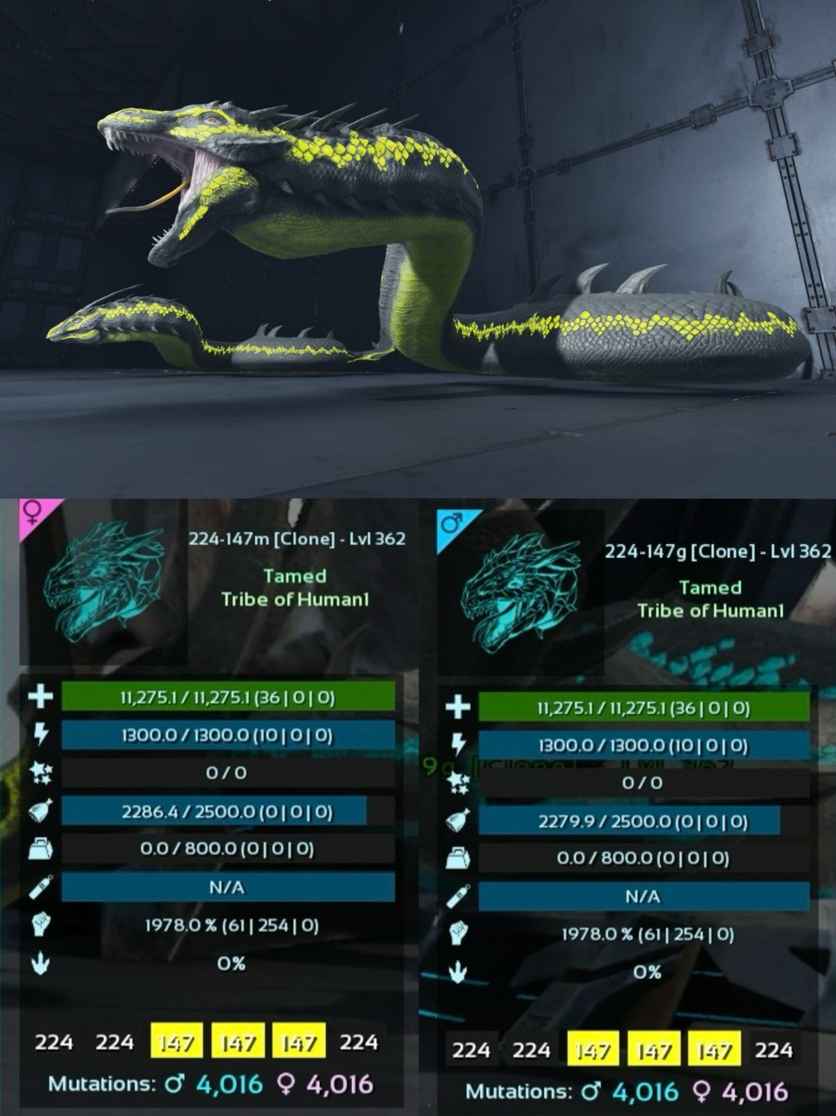 Basilisk Pair Level 362 Clone ARK🦕 Survival Ascended ASA PVE PC/XBOX/PS