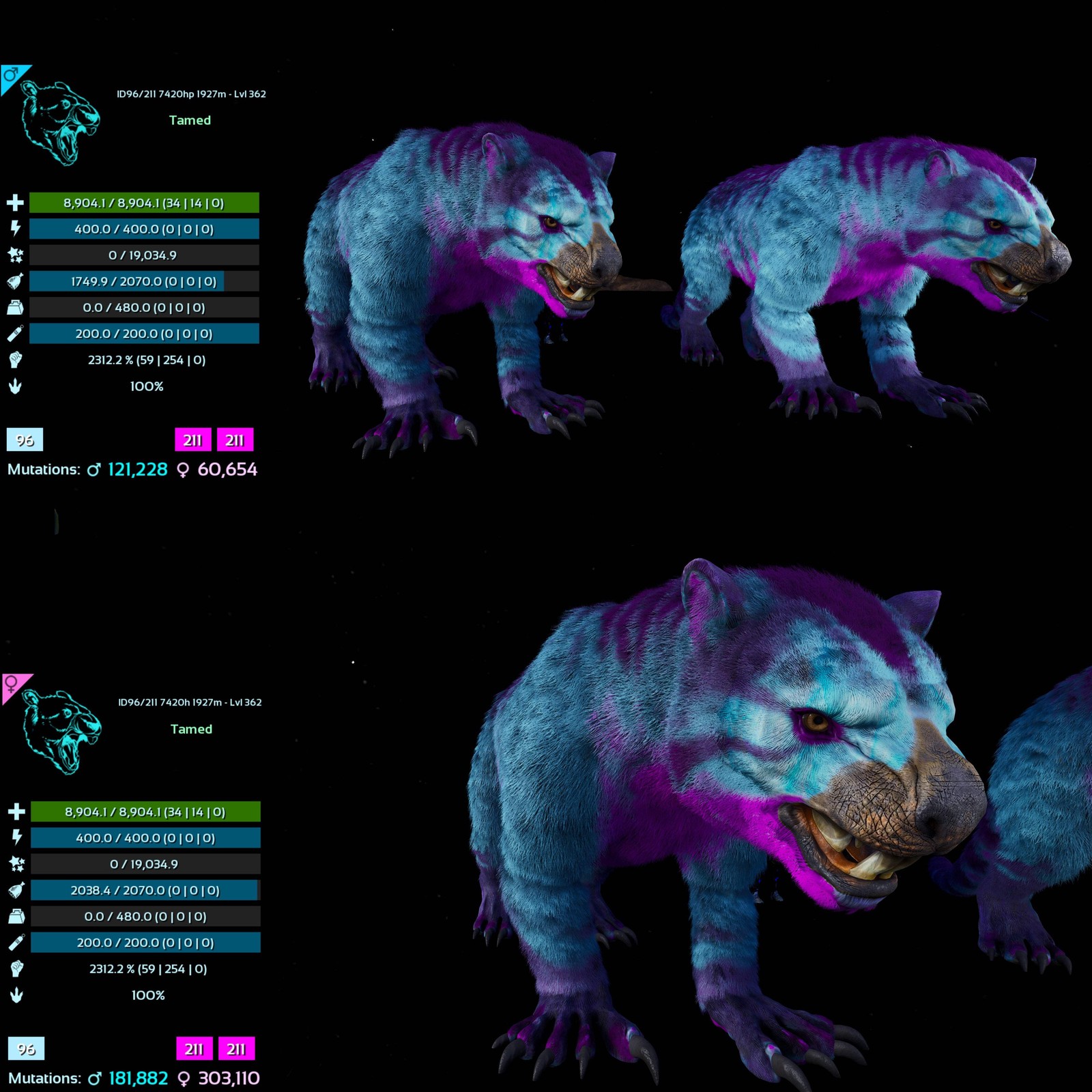 ASA PVE 🦖ARK Survival Ascended Thylacoleo / Thyla 2312%Melee Imprinted