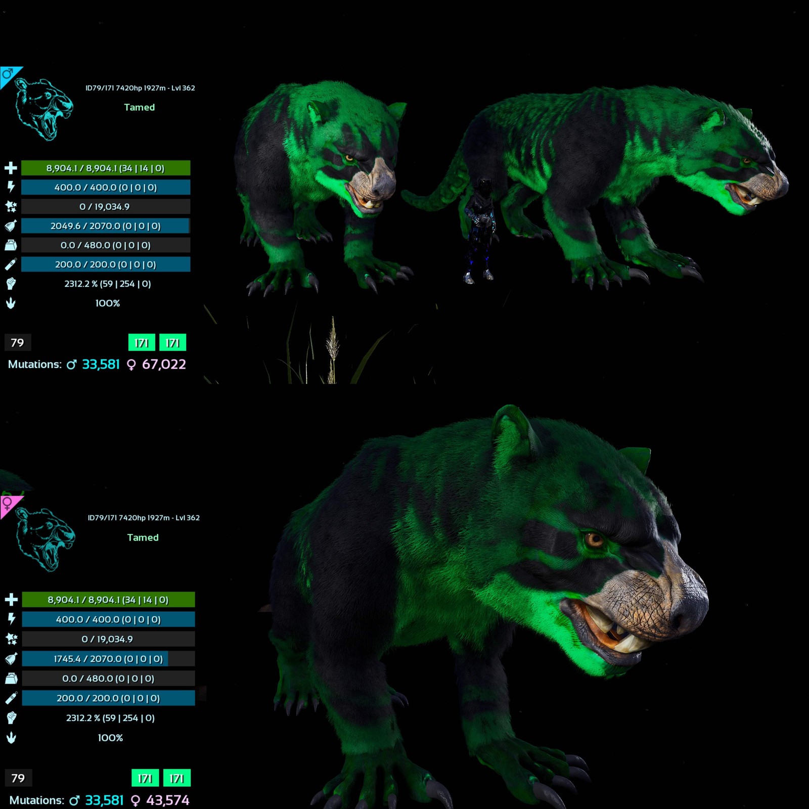 ASA PVE 🦖ARK Survival Ascended Thylacoleo / Thyla 2312%Melee Imprinted